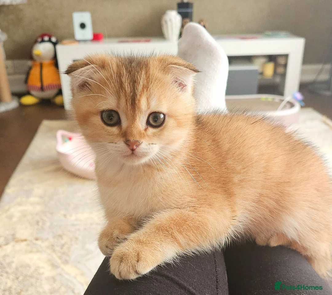 Scottish Fold cats for sale: Pedigree😻SF TICA registered😻kittens😻 - Advert 1