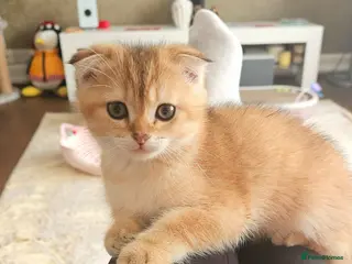 Scottish Fold cats Pedigree😻SF TICA registered😻kittens😻 - Advert 1