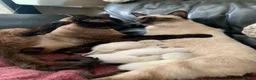 Siamese cats for sale: Siamese kittens - Advert 9