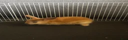Mixed Breed rabbits for sale: rabbits  - Advert 10