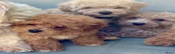 Mixed Breed dogs for sale: Rare Stunning Toy Cavapooshon Family Bred Puppies in Maidstone - Advert 34