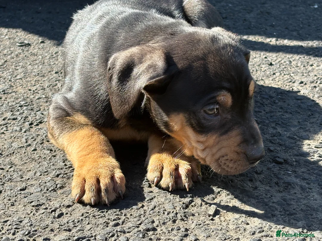 Mixed Breed dogs for sale: Rottweiler / Black Mouth Cur Mix Puppies  - Advert 2