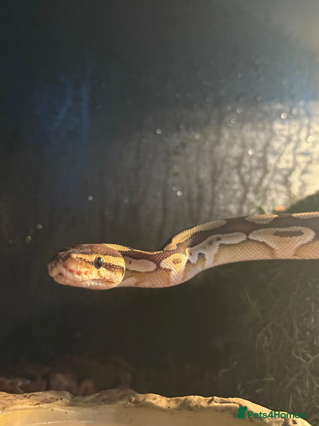 Python Snake reptiles for sale: Ball python  in Heathfield - Advert 7