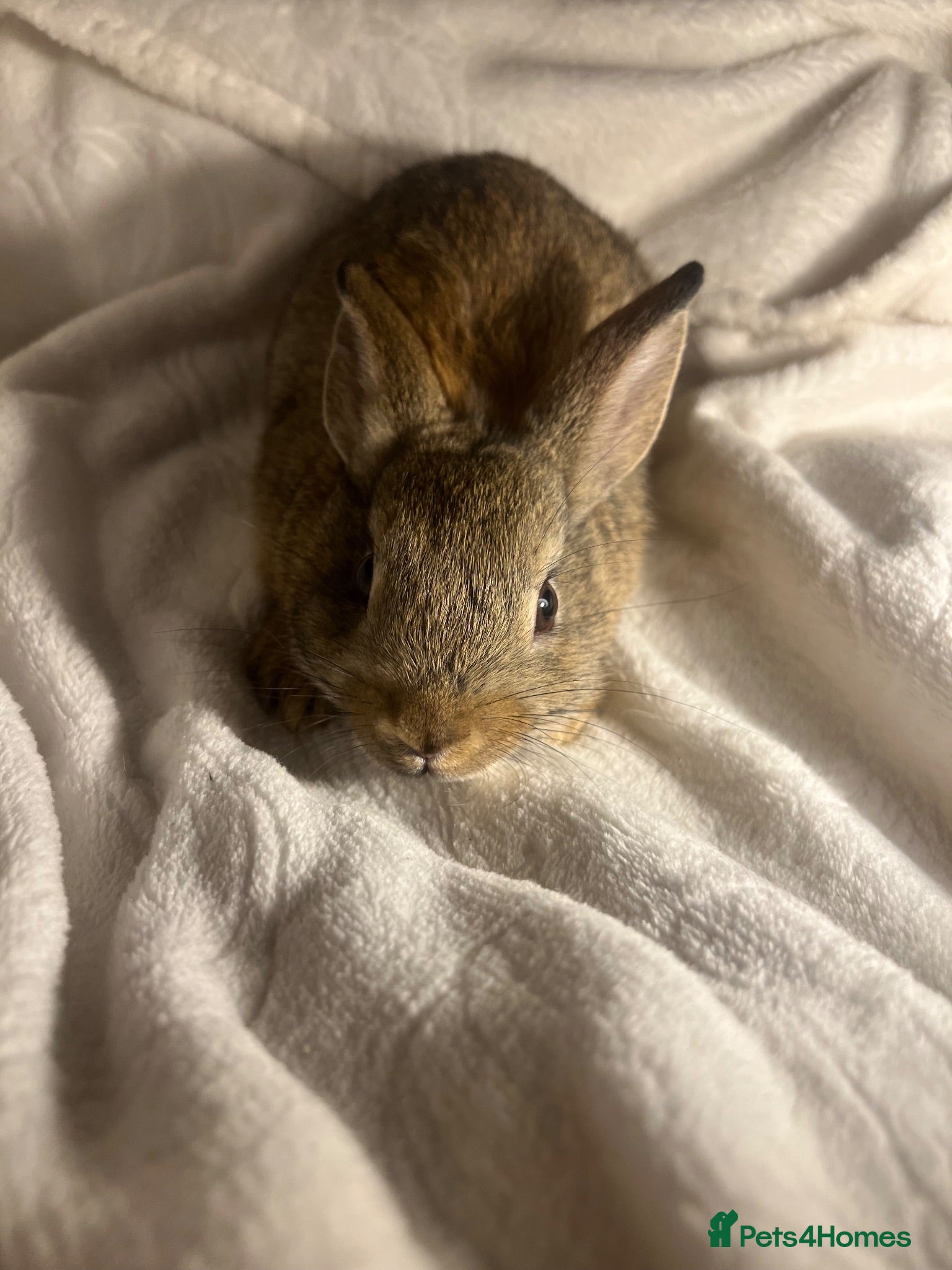 Mixed Breed rabbits Netherland dwarf / mini lop  - Advert 7