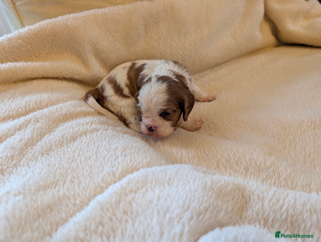 Cavalier King Charles Spaniel dogs for sale: Exquisite KC reg Cavalier King Charles Spaniels - Advert 5