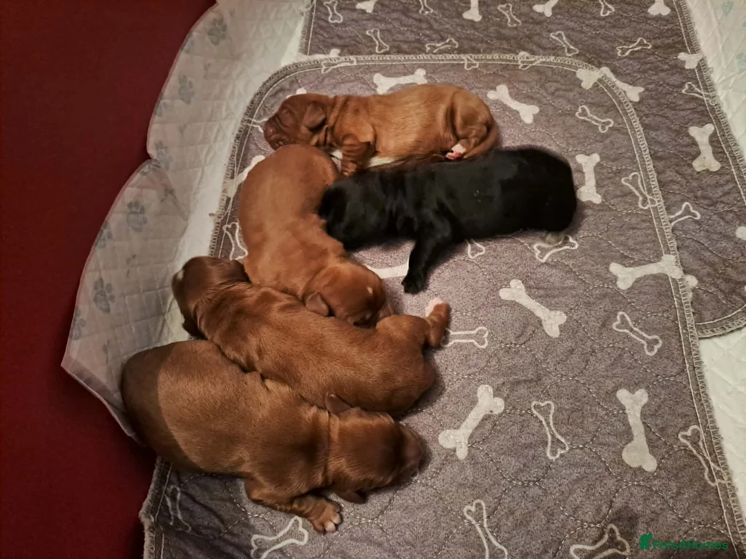 Cockalier dogs for sale: 🐶 Beautiful Cockalier Puppies 🐶 - Advert 2