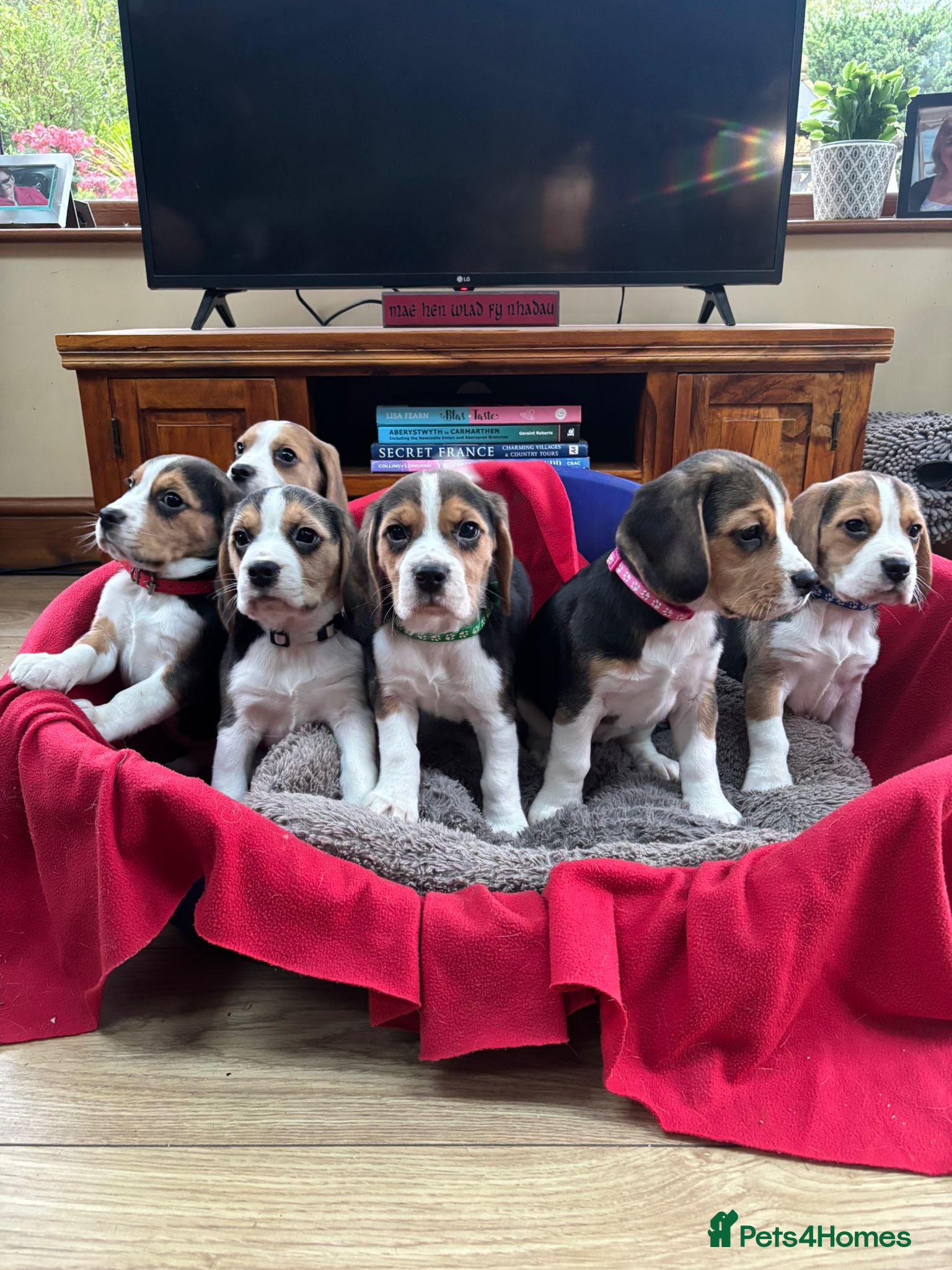 Beagle dogs Beautiful Beagle Puppies for sale - Advert 1