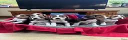 Beagle dogs for sale: Beautiful Beagle Puppies for sale - Advert 1