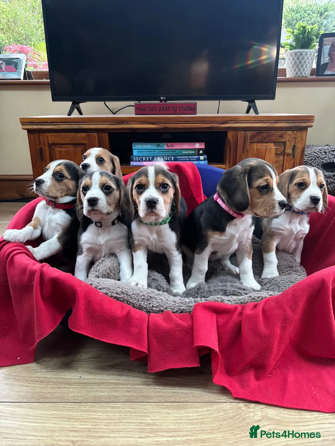 Beagle dogs for sale: Beautiful Beagle Puppies for sale - Advert 1