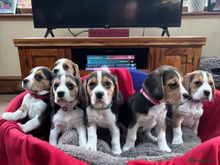 Beagle dogs for sale: Beautiful Beagle Puppies for sale - Advert 2