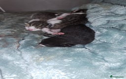 Mixed Breed cats for sale: 4 stunning kittens  - Image 19