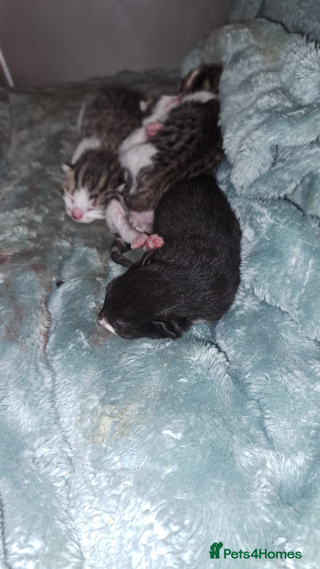 Mixed Breed cats for sale: 4 stunning kittens  - Image 19