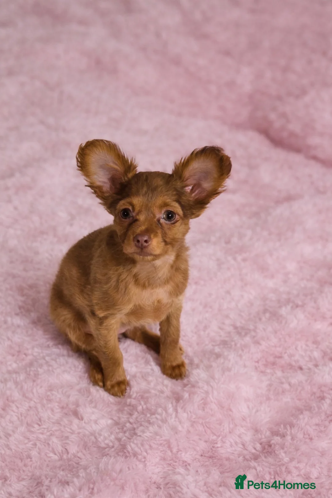 Russian Toy Terrier dogs for sale: Russian Toy Puppies from Quality Show Lines in Ilford - Advert 9