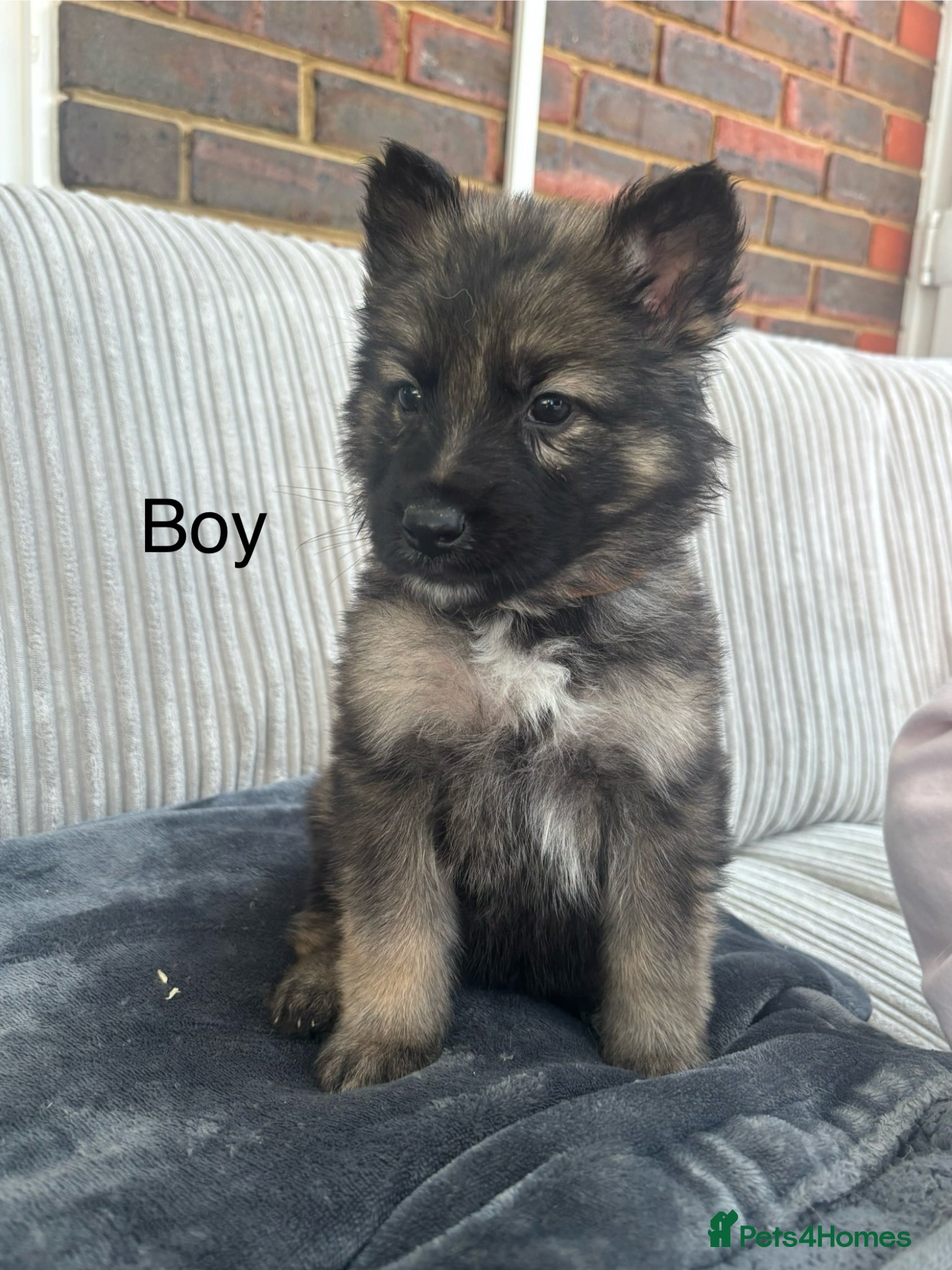 German Shepherd dogs German shepherd puppies  - Advert 13