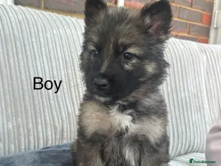 German Shepherd dogs German shepherd puppies - Advert 13