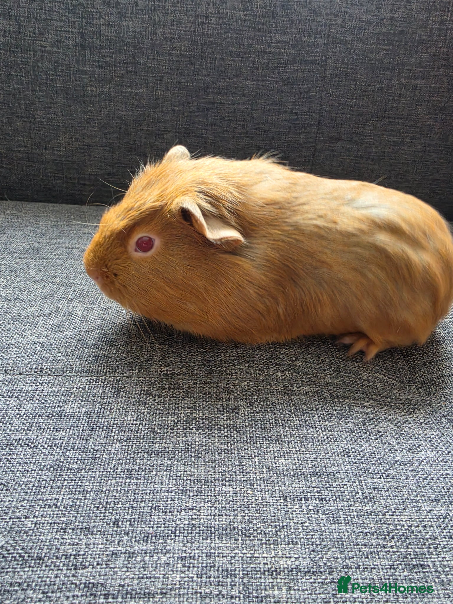 Guinea Pig rodents for sale: Boysx - Advert 3