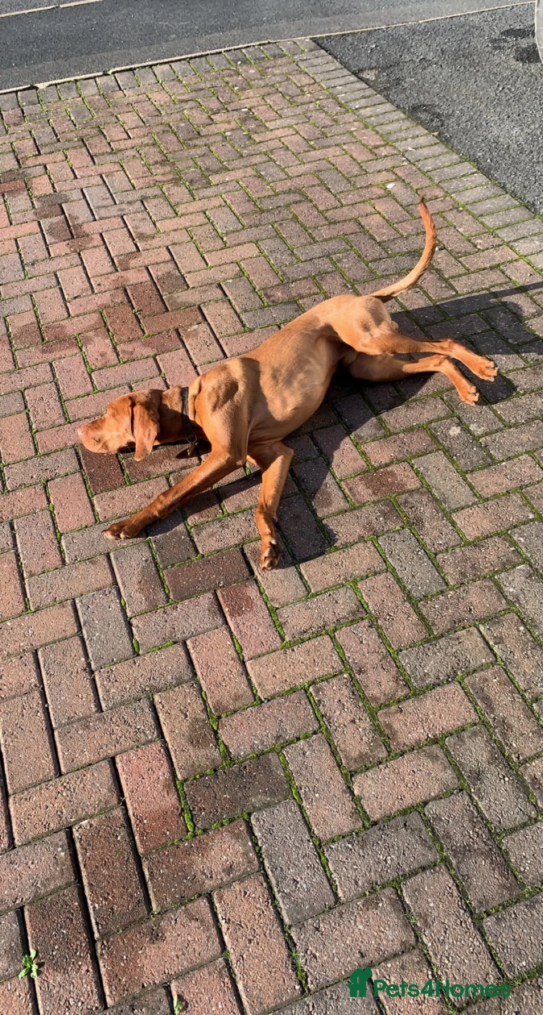 Hungarian Vizsla dogs for stud: Hungarian viszla stud in Leominster - Advert 6