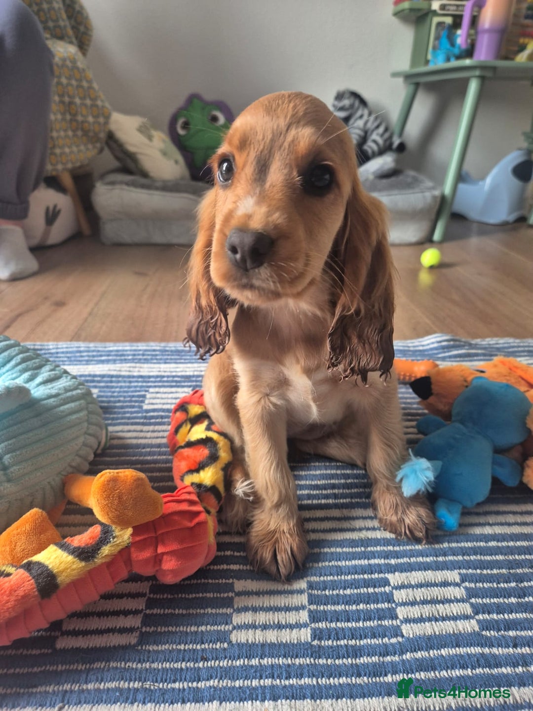 Cocker Spaniel dogs for sale: Female Cocker spaniel - Advert 6