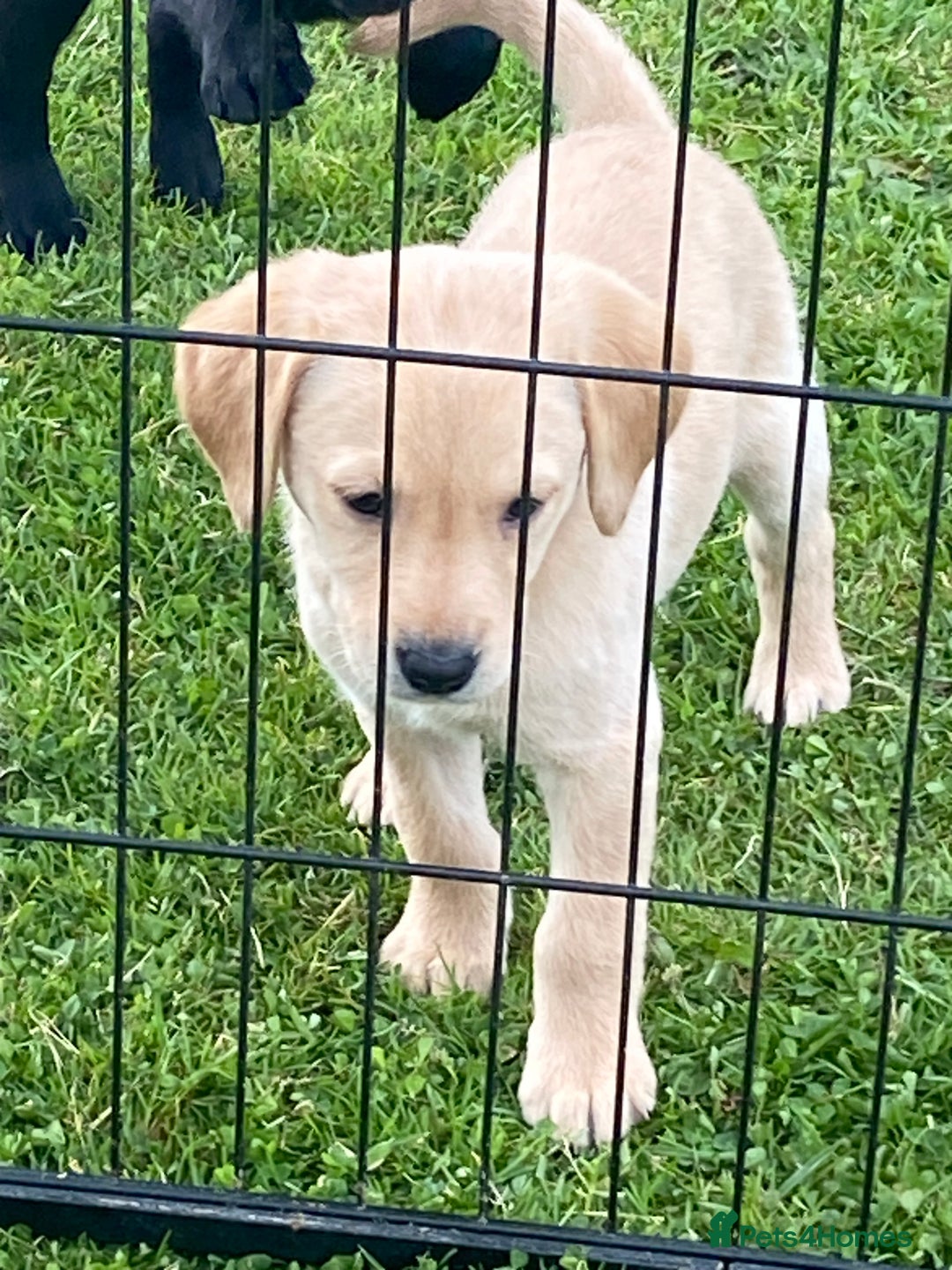 Labrador Retriever dogs for sale: Yellow and black Labrador puppies in Whitchurch - Image 9