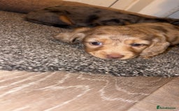 Miniature Dachshund dogs for sale: 🐶 Beautiful Longhaired miniature dachshund pups  - Image 8