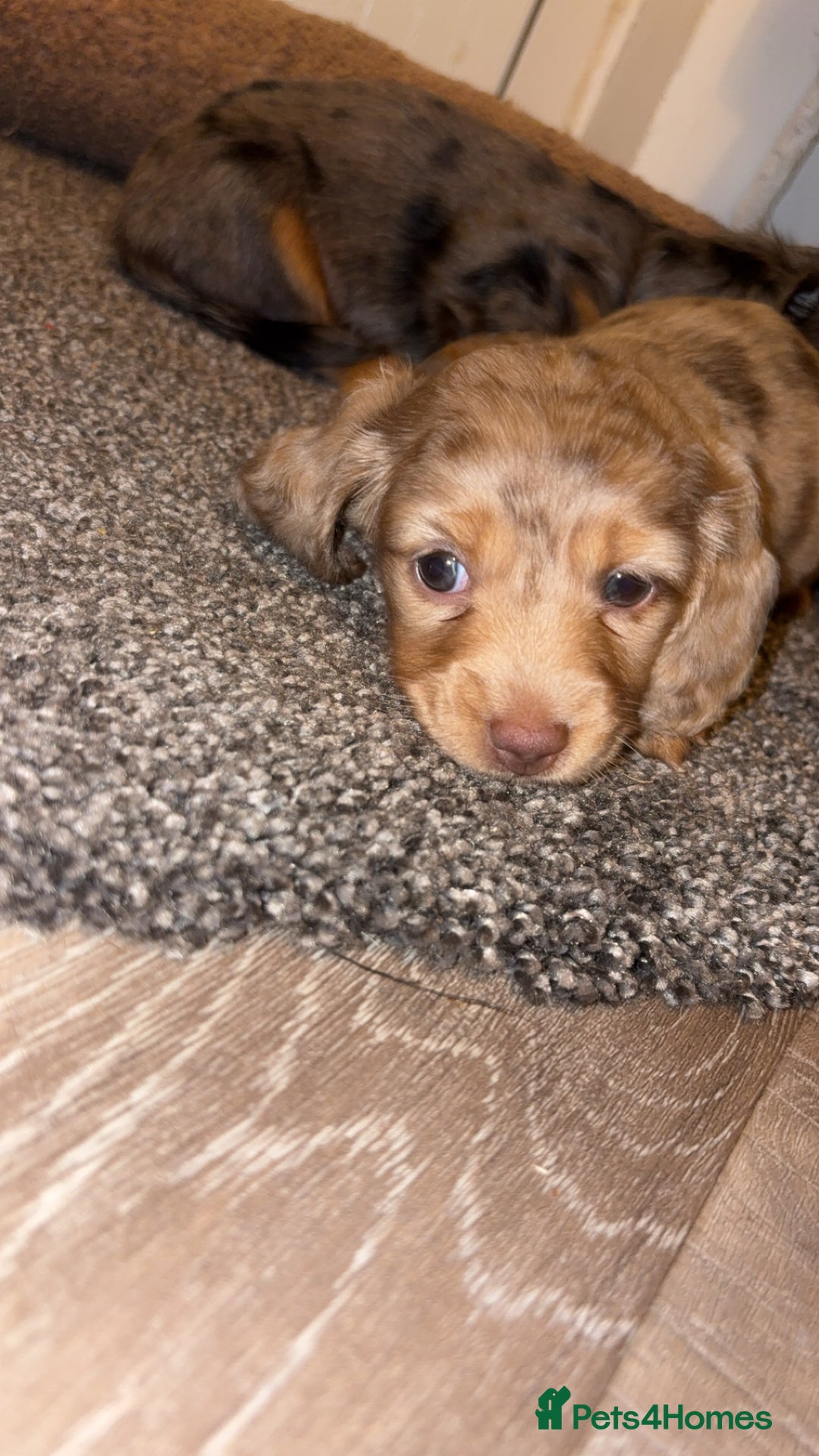 Miniature Dachshund dogs for sale: 🐶 Beautiful Longhaired miniature dachshund pups  - Image 8