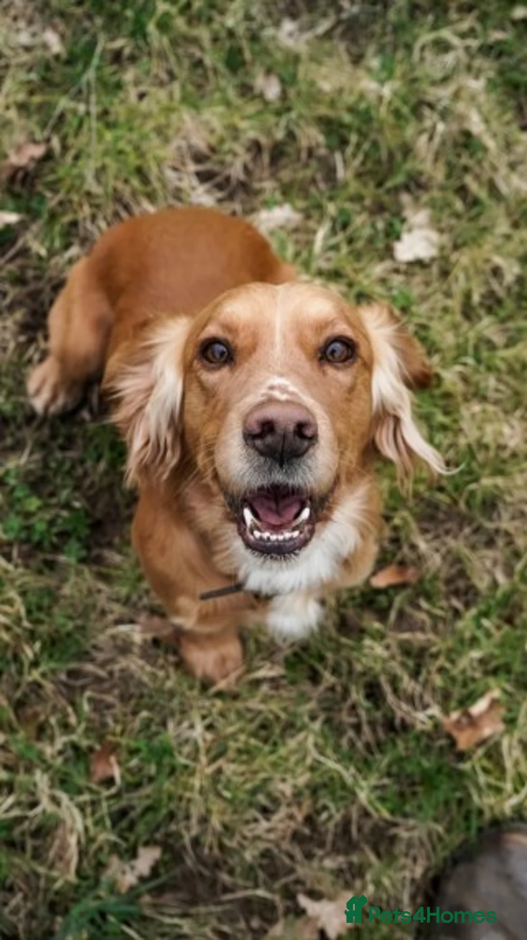 Cocker Spaniel dogs for stud: DNA Health Tested Cocker spaniel stud in Pershore - Advert 3