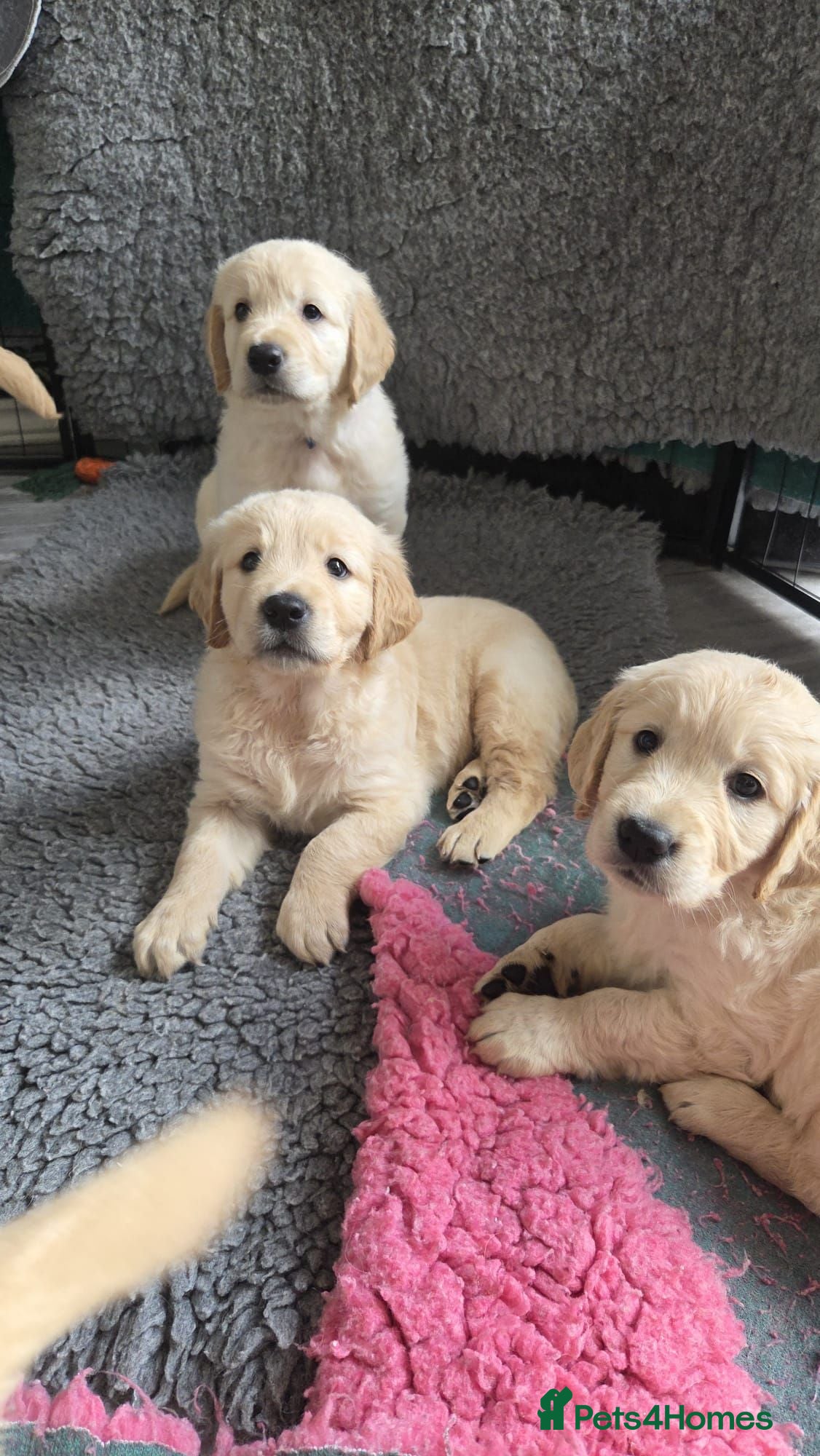 Golden Retriever dogs 7 KC registered Golden Retriever puppies available - Advert 1