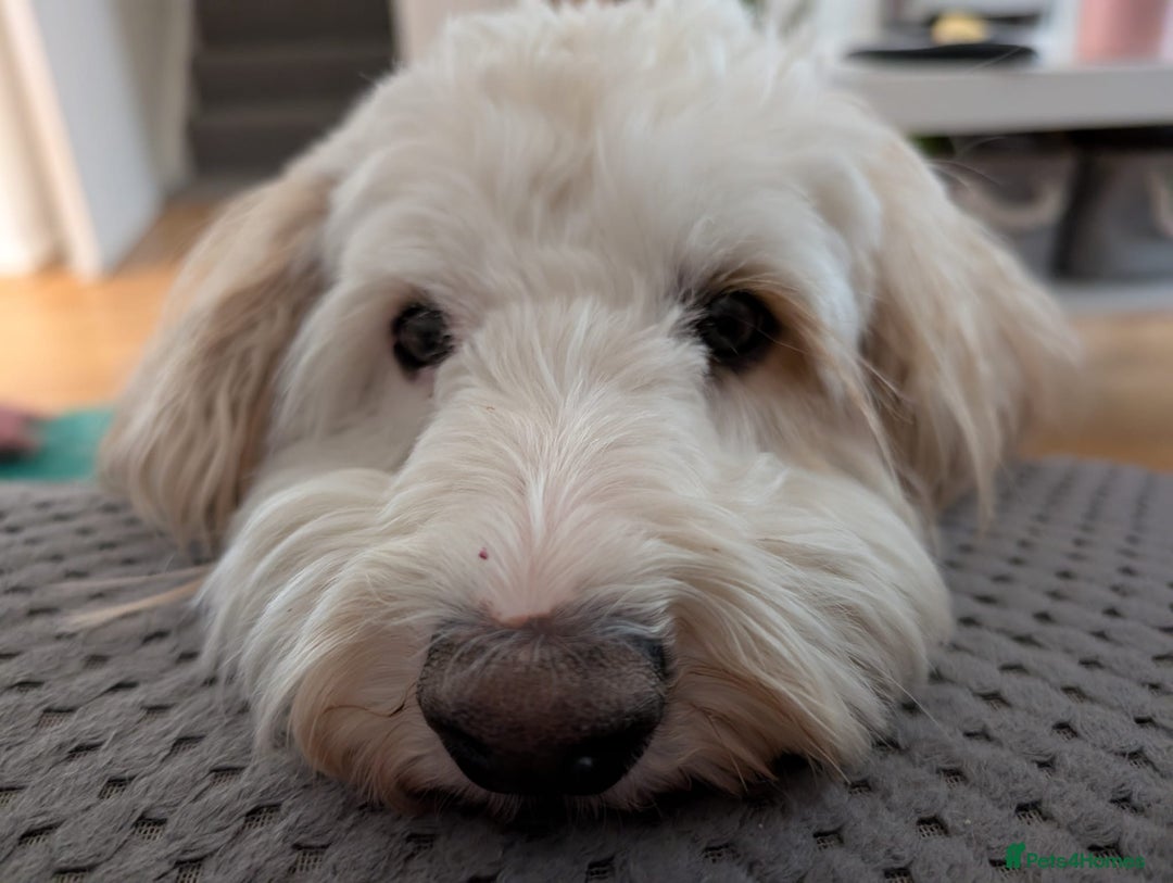 Cavapoo dogs for sale: Loveable two year-old Cavapoo Dolly - Advert 4