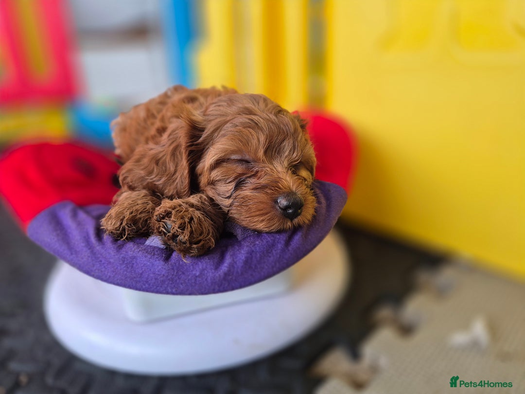 Cavapoo dogs for sale: WAITING LIST NOW OPEN FOR SUMMER 2026.  - Image 16