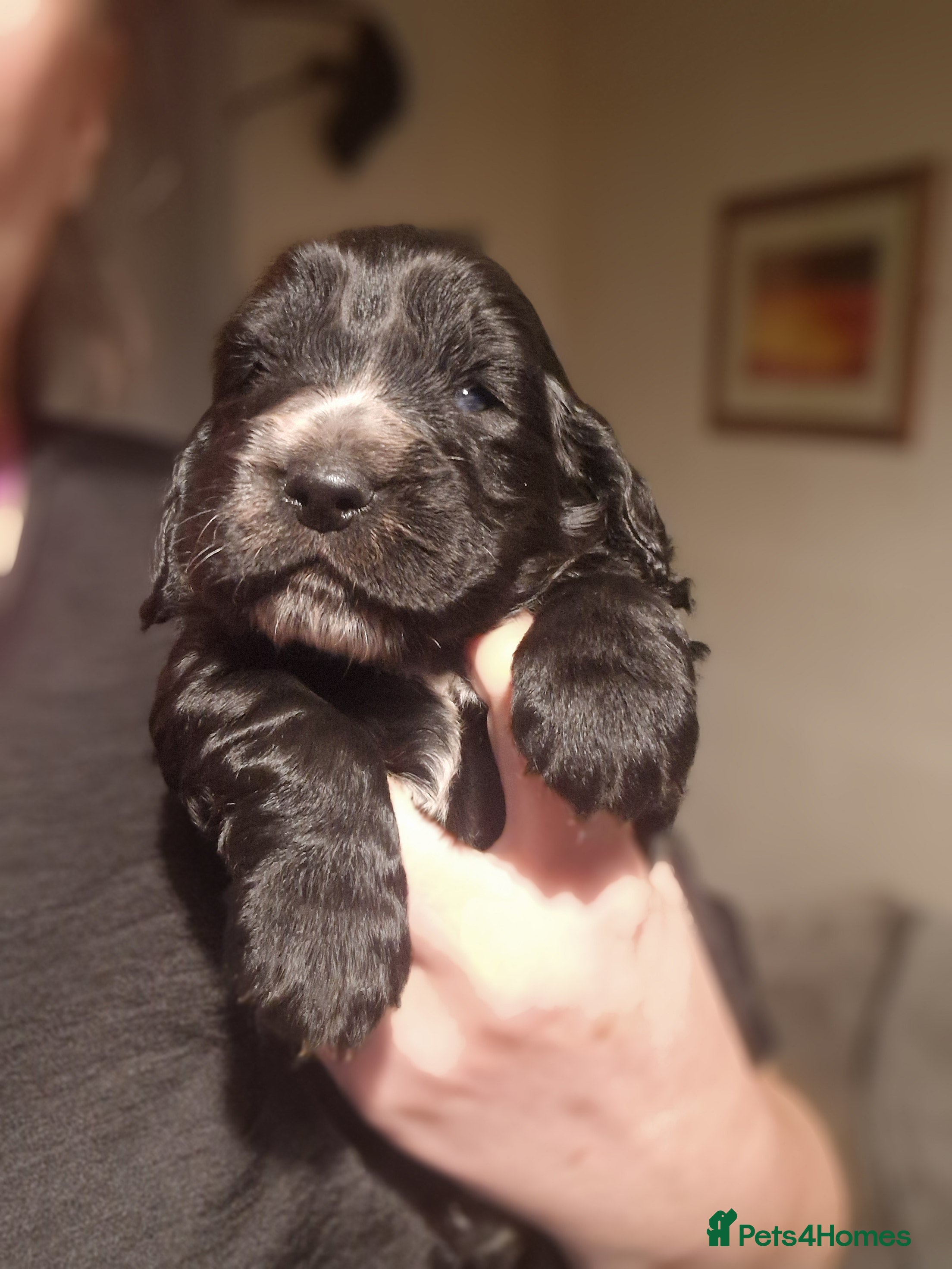 Sprocker dogs 3 BEAUTIFULL SPROCKERS FOR SALE! - Advert 9