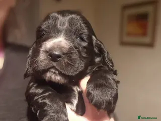 Sprocker dogs 3 BEAUTIFULL SPROCKERS FOR SALE! - Advert 8