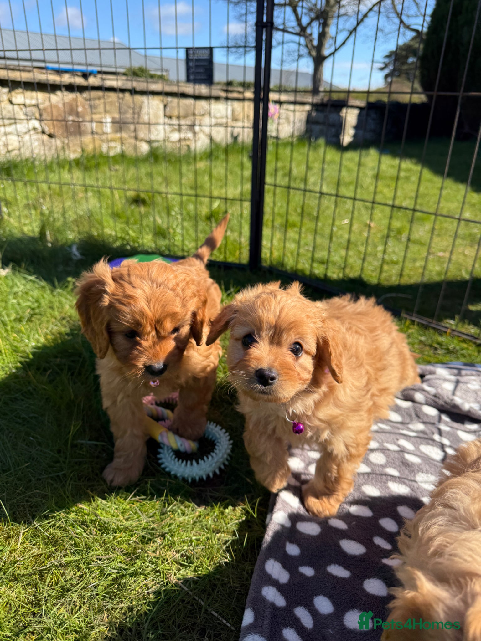 Cavapoo dogs Perfect Health Tested Cavapoo Puppies - Advert 1