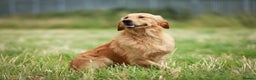 Golden Retriever dogs for stud: Stunning golden retriever  in Doncaster - Advert 10