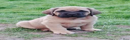 Mastiff dogs for sale: Mastiff puppies  in Galashiels - Advert 30