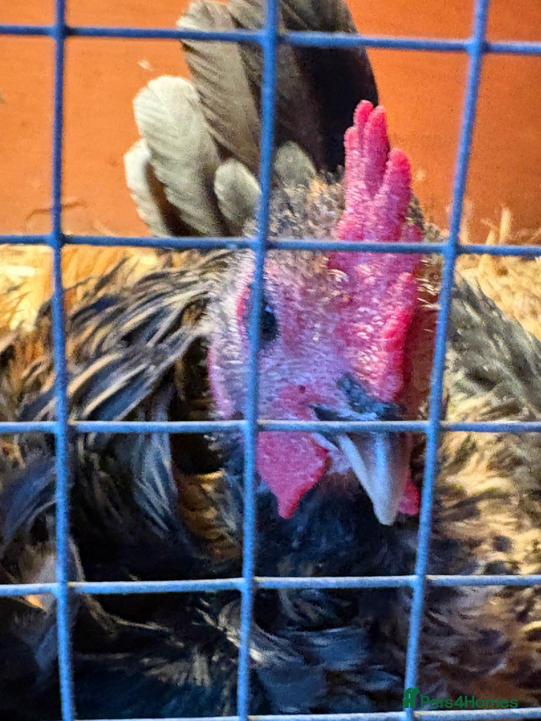 Chickens poultry for sale: Serama chicks - Advert 2