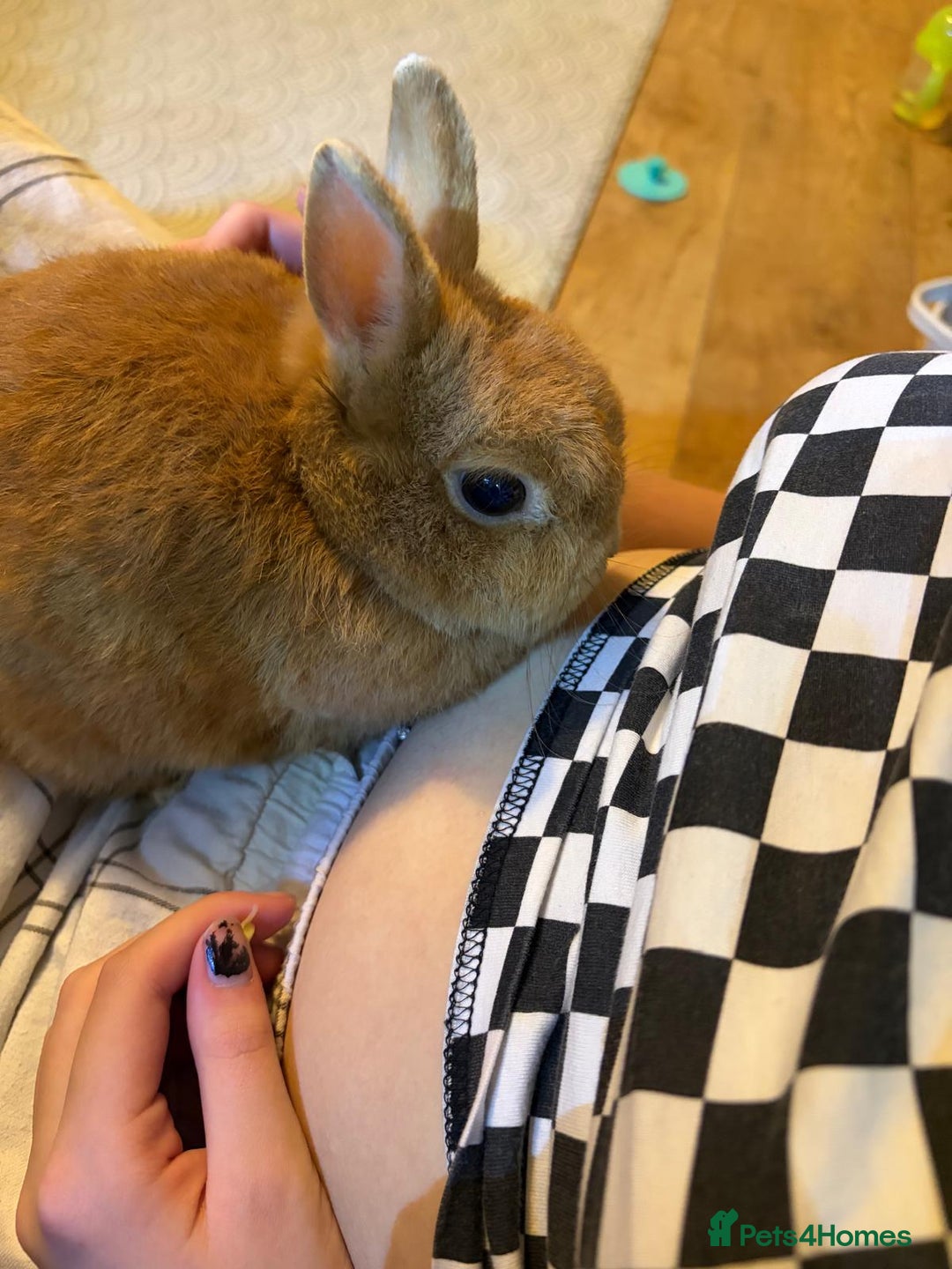 Netherland Dwarf rabbits for sale: Netherland dwarf rabbit  - Advert 2