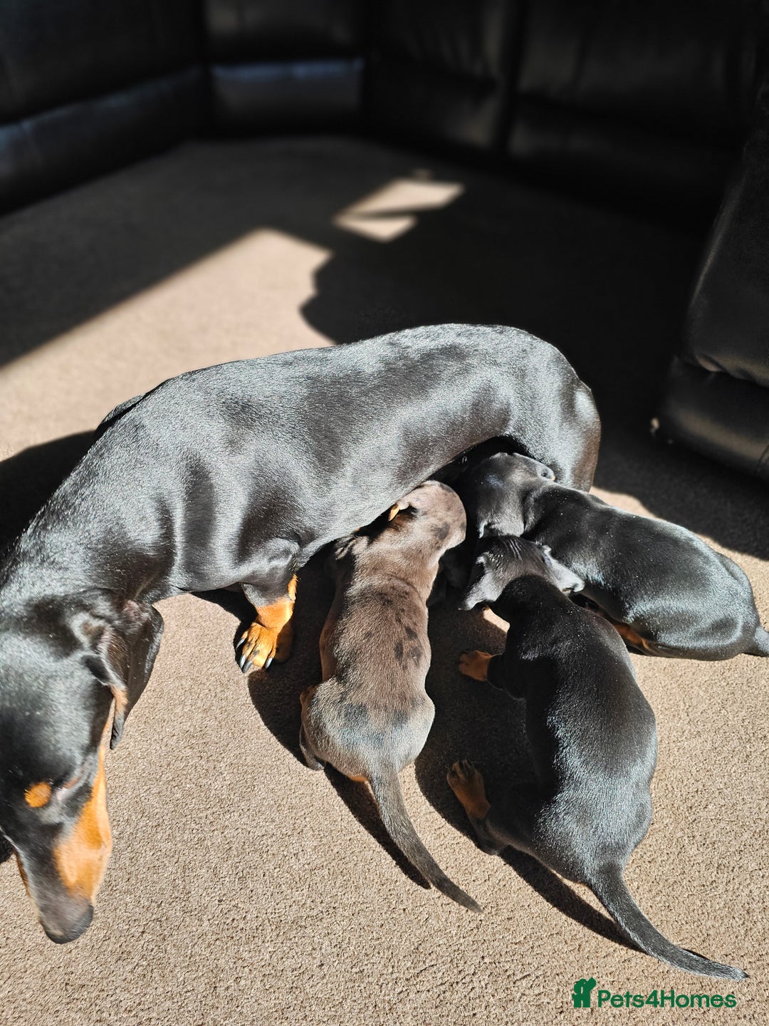 Dachshund dogs for sale: Adorable Dachshund Puppies - 1 Girl & 2 Boys - Image 10