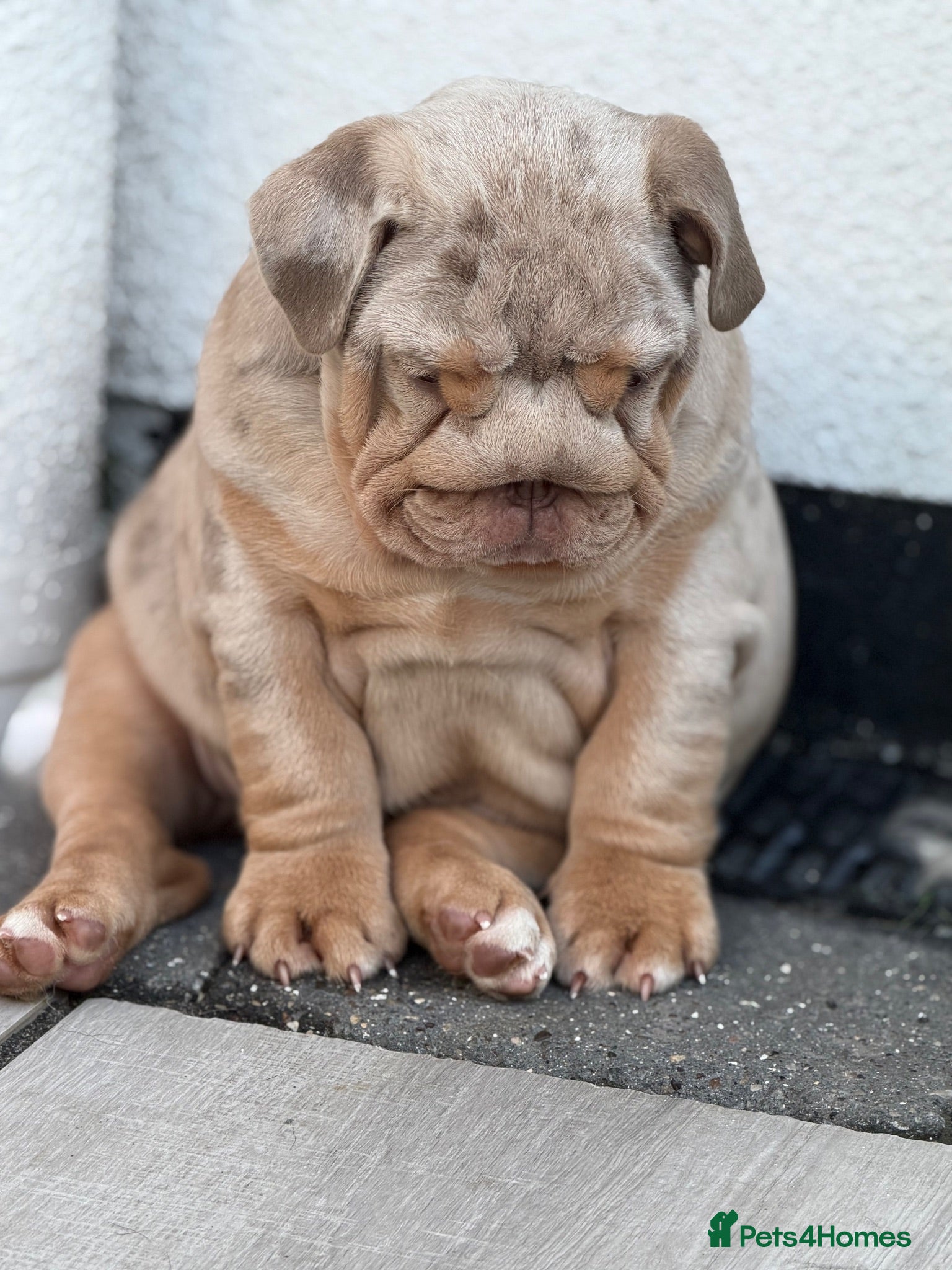 English Bulldog dogs 🔥 Epic Bullyz Major Daughter X Posher Turkish 🔥  - Advert 2