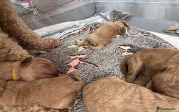 Mixed Breed dogs for sale: 💕 Gorgeous Cavapoochon Puppies 💕  - Image 9