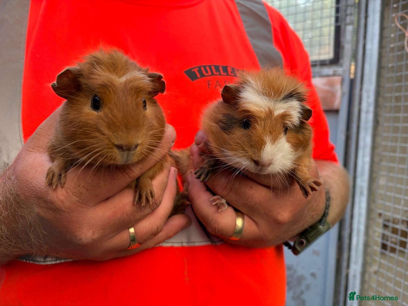 Guinea Pig rodents Pair male guinea pigs  - Advert 1