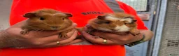Guinea Pig rodents for sale: Pair male guinea pigs  - Advert 1