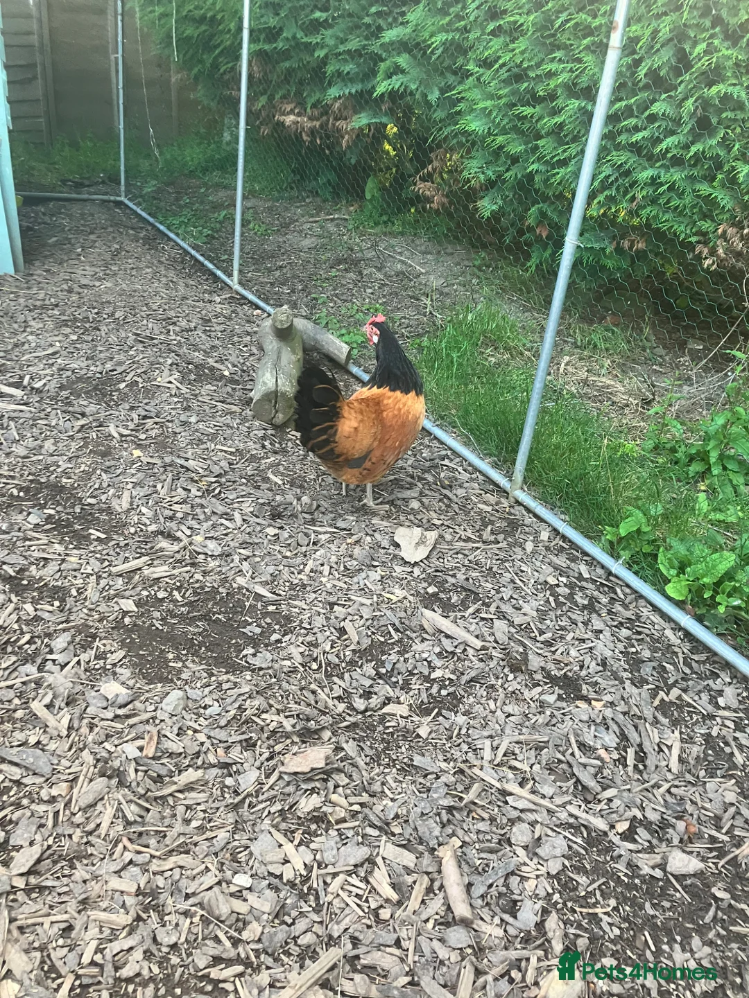 Hens poultry for sale: Looking to rehome two Vorwerk Hens  in Caersws - Advert 2