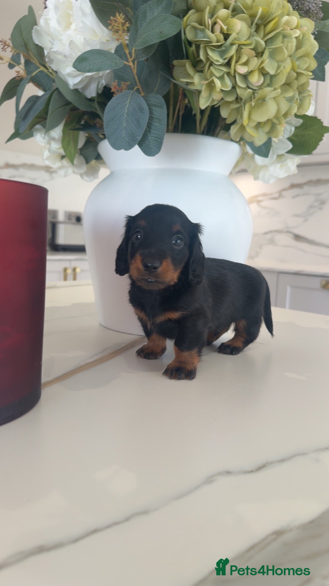 Miniature Dachshund dogs Last long haired boy 🐶🩵 - Advert 2