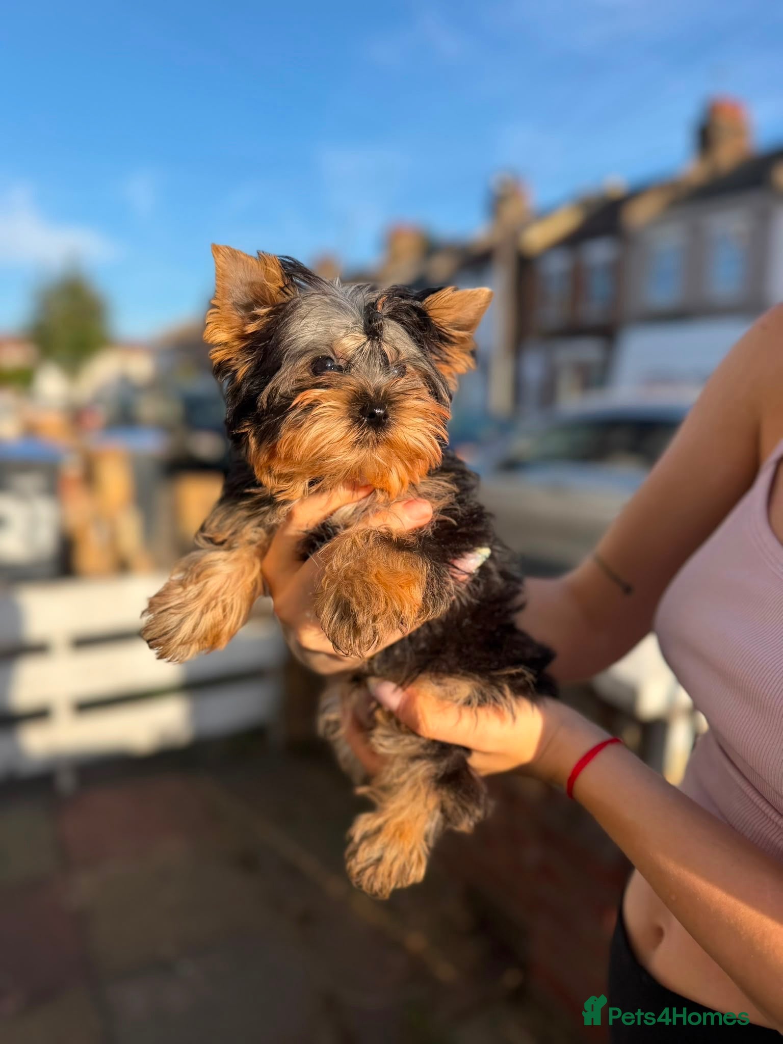 Yorkshire Terrier dogs 🐾Beautiful Yorkshire Terrier Puppies-Boy & Girl🐾 - Advert 10