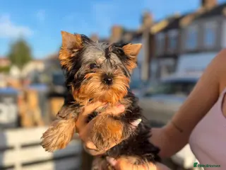 Yorkshire Terrier dogs 🐾Beautiful Yorkshire Terrier Puppies-Boy & Girl🐾 - Advert 11