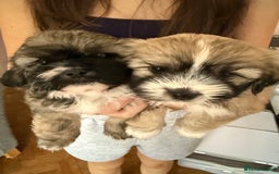 Mixed Breed dogs for sale: Peke’a’tease  - Image 26