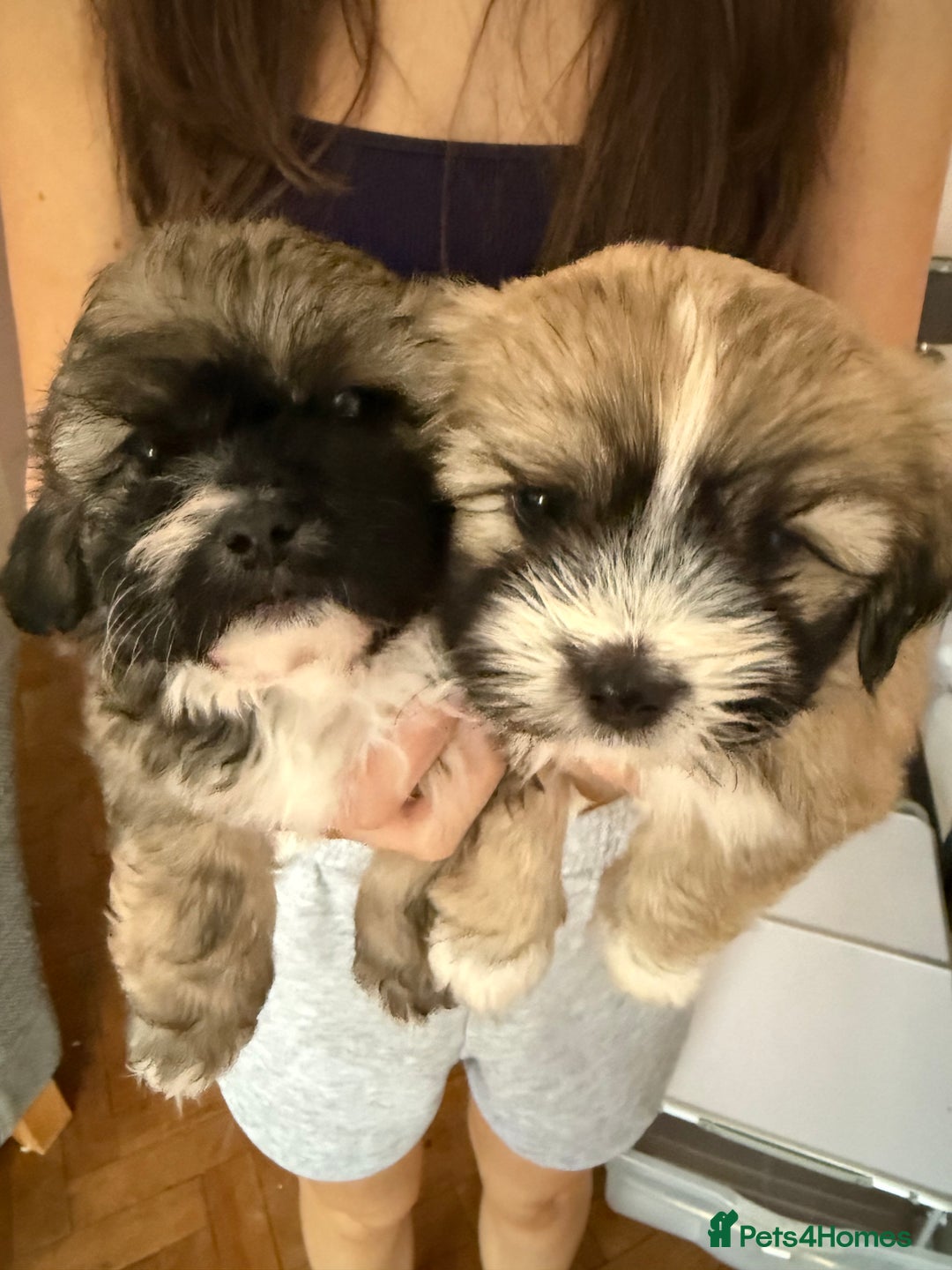 Mixed Breed dogs for sale: Peke’a’tease  - Image 26