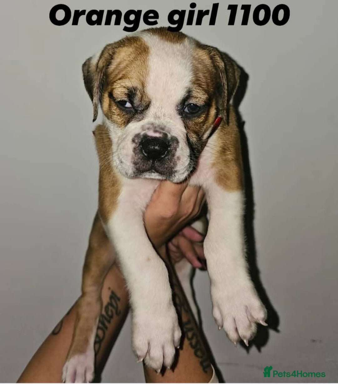 Alapaha Blue Blood Bulldog dogs for sale: IABBR. Health tested. Top lines.  - Advert 35