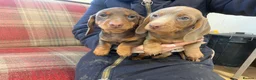Miniature Dachshund dogs for sale: Mini dachshund 2 smooth boys available  - Advert 2