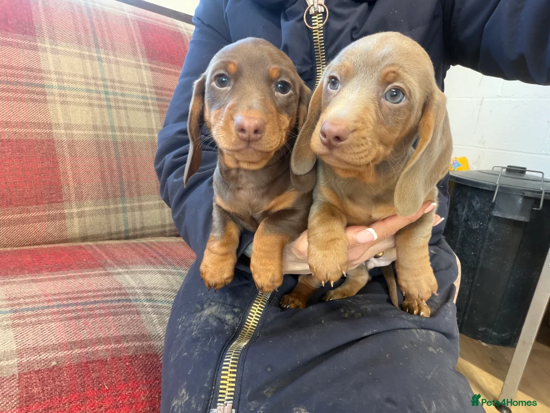 Miniature Dachshund dogs for sale: Mini dachshund 2 smooth boys available  - Advert 2
